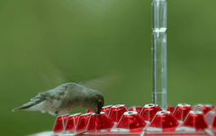 Ant Proof Hummingbird Feeder | 30 Feeding Ports, UV Resistant &amp; Ideal for Outdoor Bird Watching