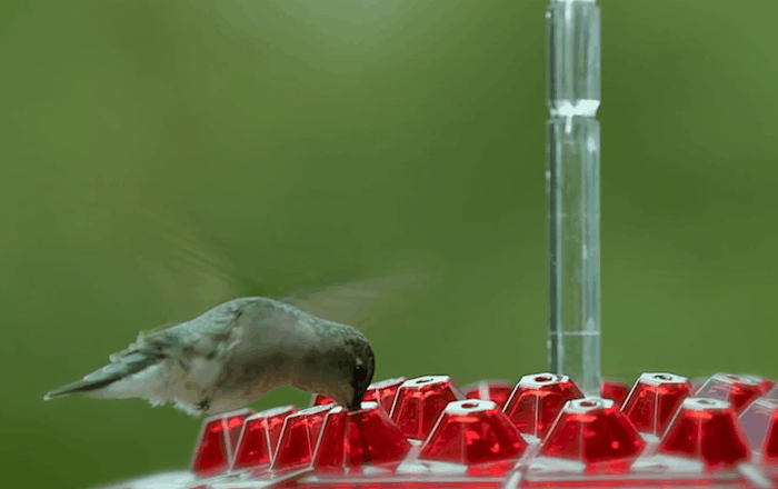 Ant Proof Hummingbird Feeder | 30 Feeding Ports, UV Resistant &amp; Ideal for Outdoor Bird Watching