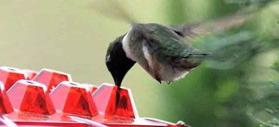 Ant Proof Hummingbird Feeder | 30 Feeding Ports, UV Resistant &amp; Ideal for Outdoor Bird Watching