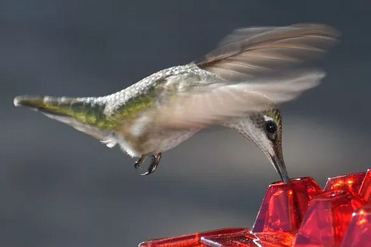 Ant Proof Hummingbird Feeder | 30 Feeding Ports, UV Resistant &amp; Ideal for Outdoor Bird Watching